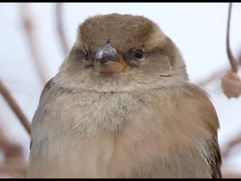 A house sparrow at Breakneck Hill Conservation Land in Southborough, photographed by Steve Forman.