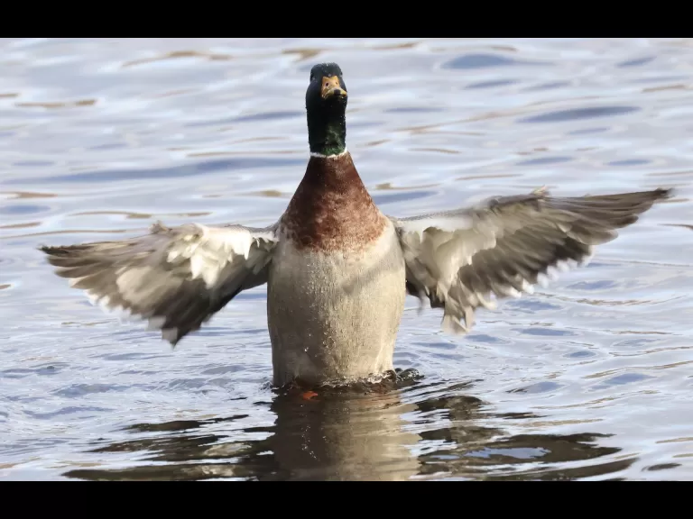 A Canada goose at Hager Pond in Marlborough, photographed by Steve Forman.