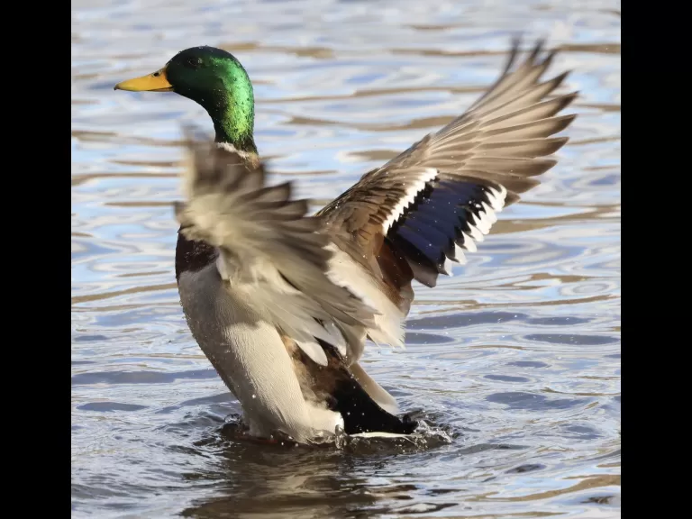 A Canada goose at Hager Pond in Marlborough, photographed by Steve Forman.