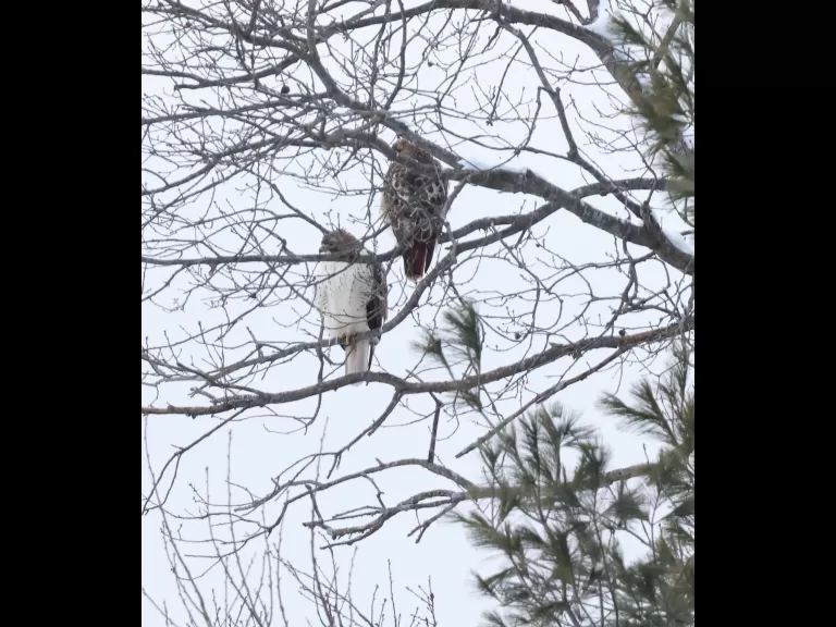 A house sparrow at Breakneck Hill Conservation Land in Southborough, photographed by Steve Forman.