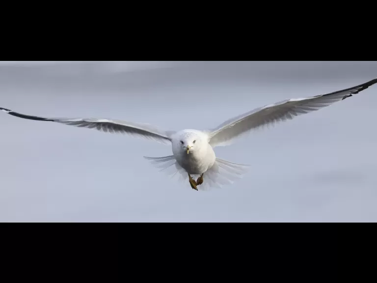 A Canada goose at Hager Pond in Marlborough, photographed by Steve Forman.