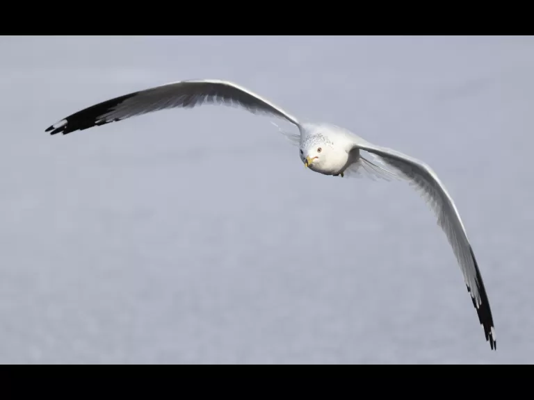 A Canada goose at Hager Pond in Marlborough, photographed by Steve Forman.