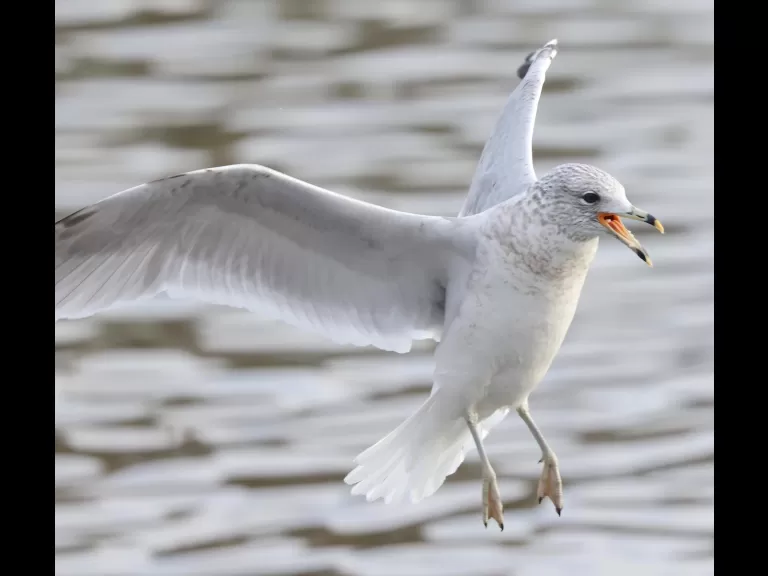 A Canada goose at Hager Pond in Marlborough, photographed by Steve Forman.
