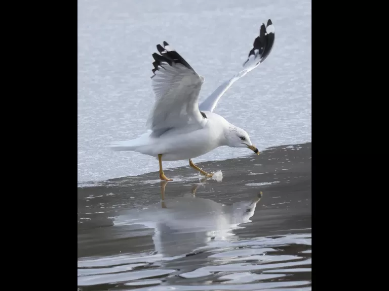 A Canada goose at Hager Pond in Marlborough, photographed by Steve Forman.