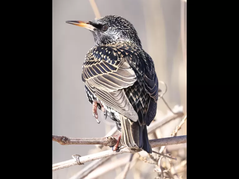 A house sparrow at Breakneck Hill Conservation Land in Southborough, photographed by Steve Forman.