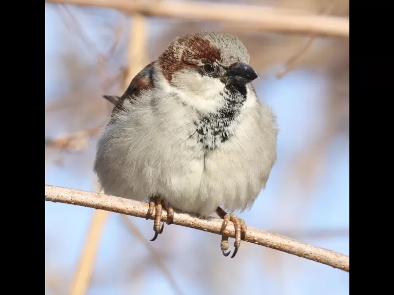 A house sparrow at Breakneck Hill Conservation Land in Southborough, photographed by Steve Forman.