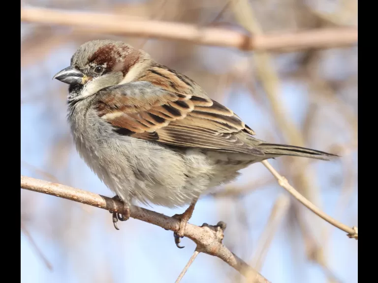 A house sparrow at Breakneck Hill Conservation Land in Southborough, photographed by Steve Forman.