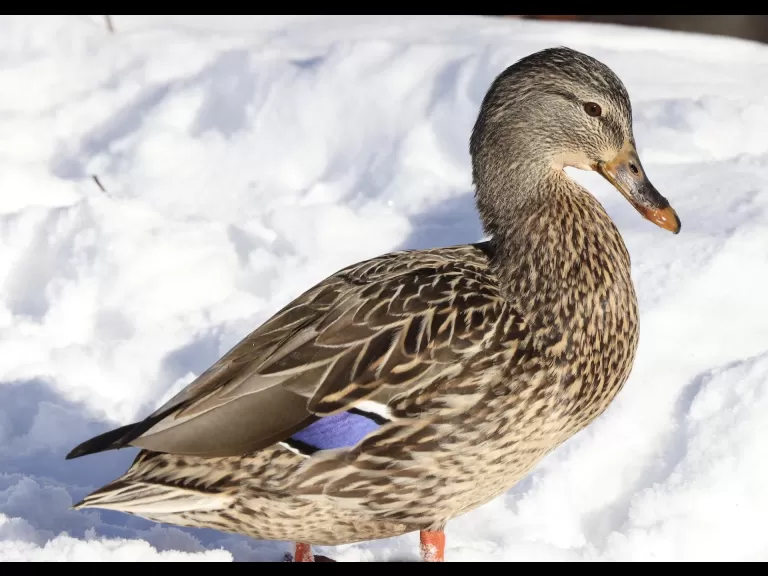 A Canada goose at Hager Pond in Marlborough, photographed by Steve Forman.