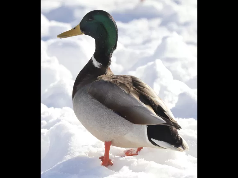 A Canada goose at Hager Pond in Marlborough, photographed by Steve Forman.