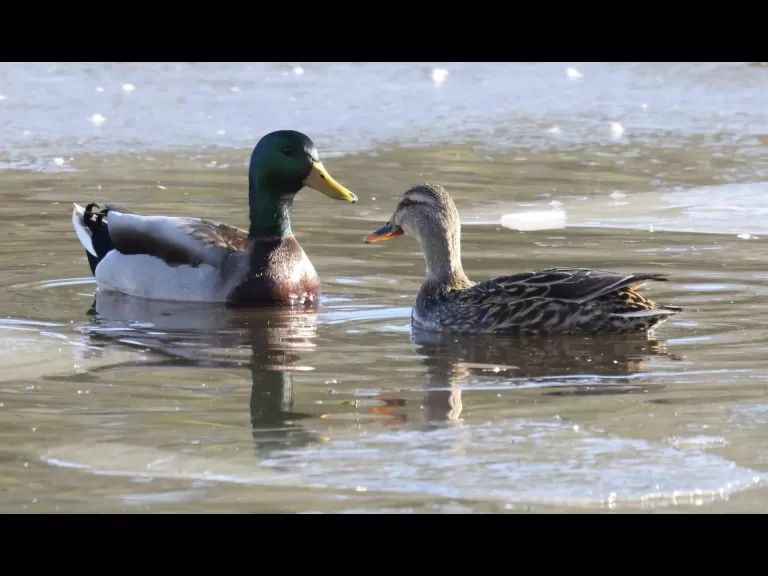 A Canada goose at Hager Pond in Marlborough, photographed by Steve Forman.