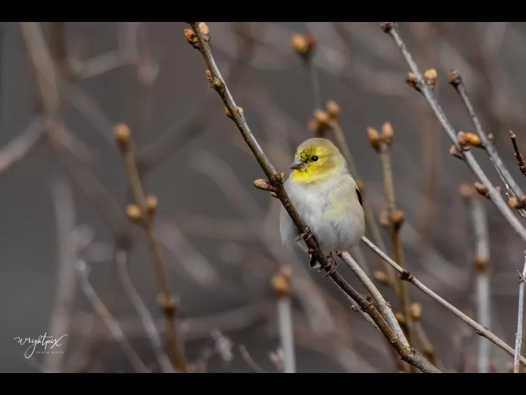 An American goldfinch in Westborough, photographed by Nancy Wright.