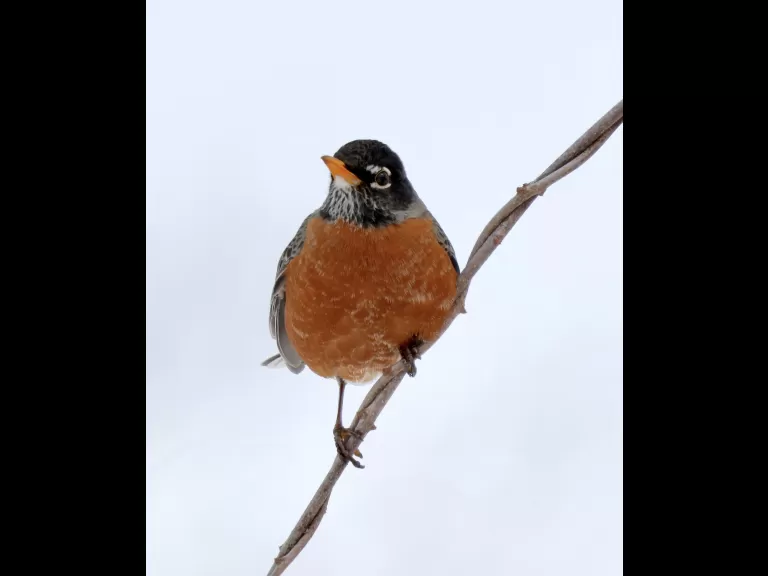 An American robin at Breakneck Hill Conservation Land in Southborough, photographed by Steve Forman.