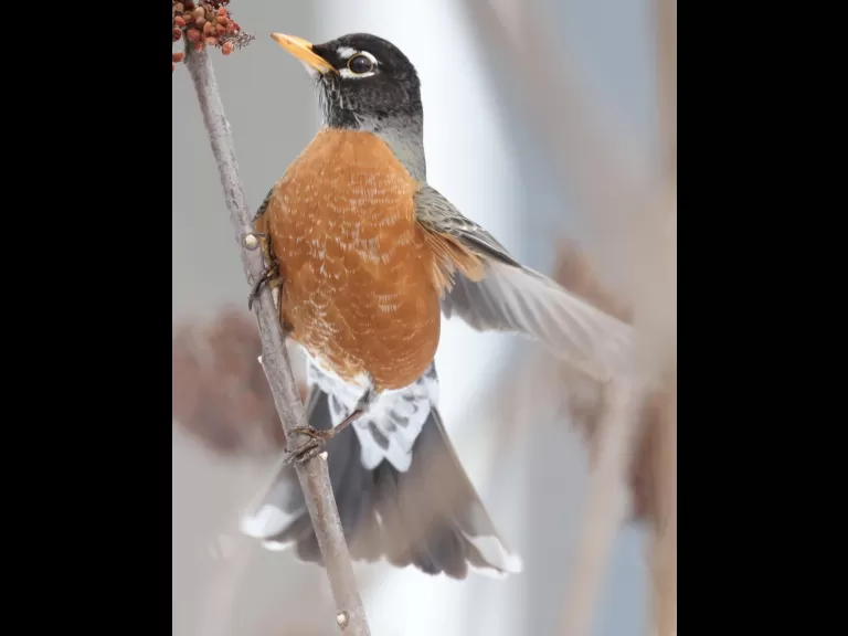 An American robin at Breakneck Hill Conservation Land in Southborough, photographed by Steve Forman.
