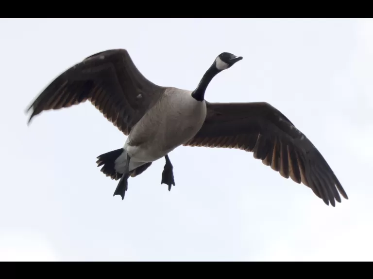 A Canada goose at Hager Pond in Marlborough, photographed by Steve Forman.