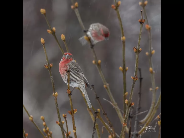 An American goldfinch in Westborough, photographed by Nancy Wright.
