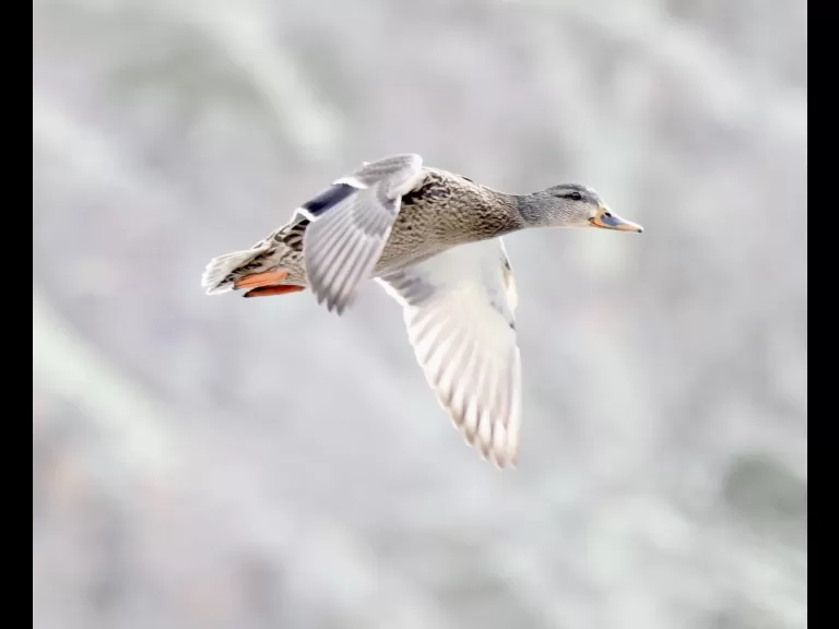 A Canada goose at Hager Pond in Marlborough, photographed by Steve Forman.