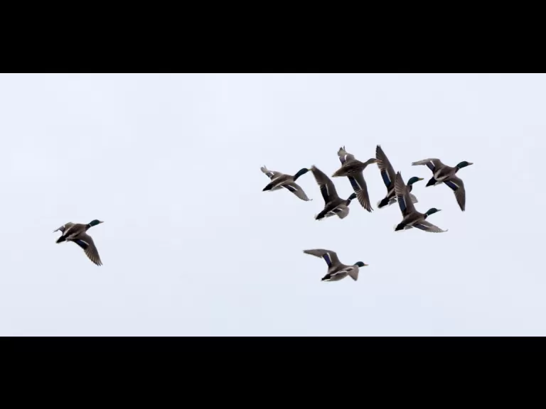 A Canada goose at Hager Pond in Marlborough, photographed by Steve Forman.