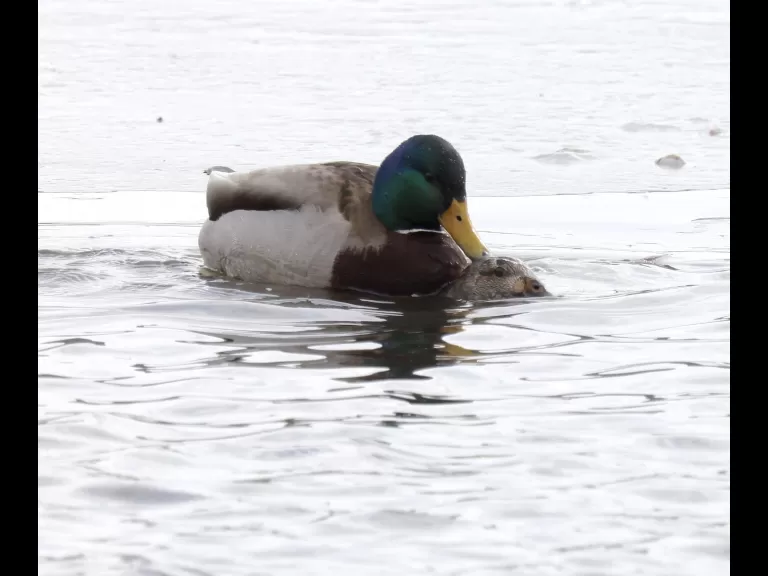 Mallards at Hager Pond in Marlborough, photographed by Steve Forman.