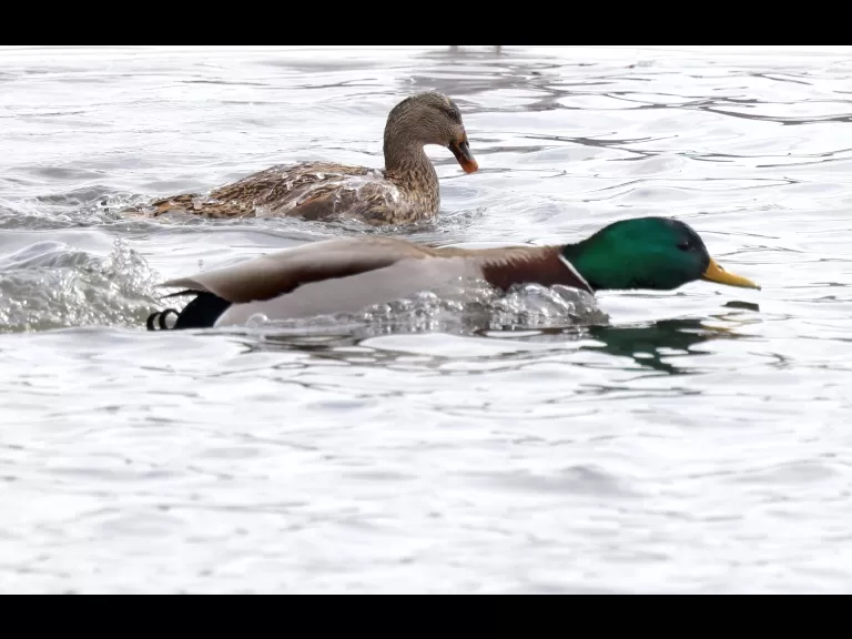 Mallards at Hager Pond in Marlborough, photographed by Steve Forman.
