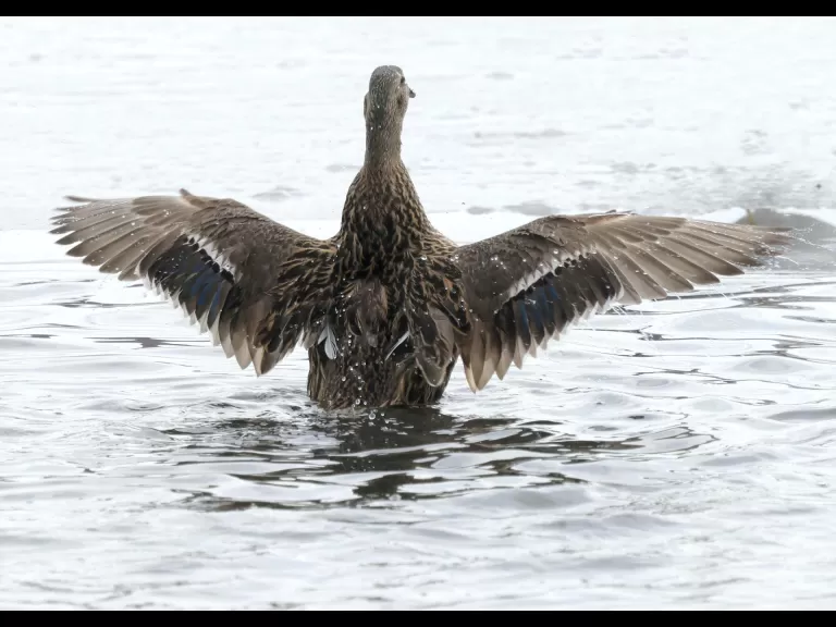 Mallards at Hager Pond in Marlborough, photographed by Steve Forman.