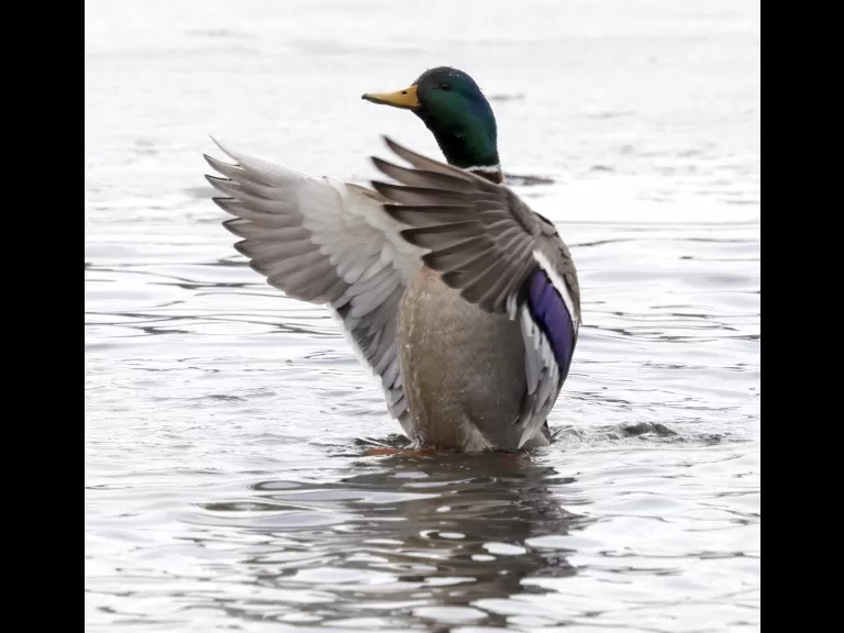 Mallards at Hager Pond in Marlborough, photographed by Steve Forman.
