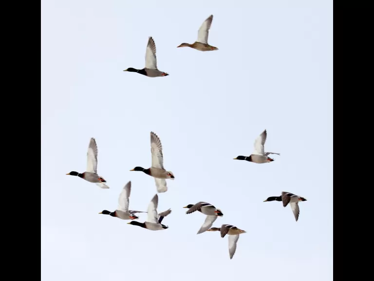 A Canada goose at Hager Pond in Marlborough, photographed by Steve Forman.