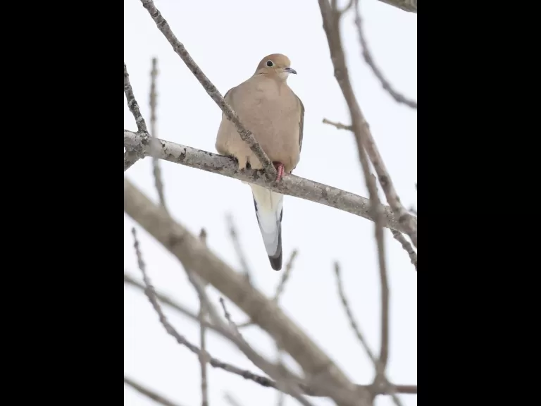 An American robin at Breakneck Hill Conservation Land in Southborough, photographed by Steve Forman.