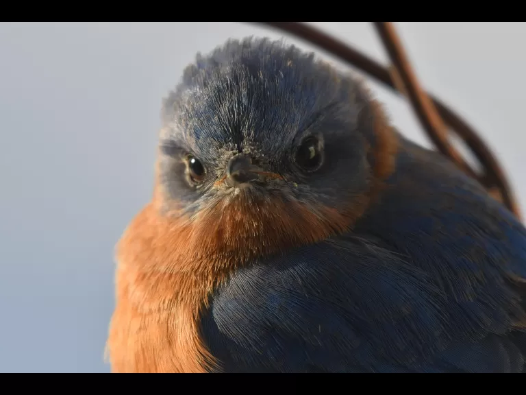 A blue jay in Maynard, photographed by Gail Sartori.