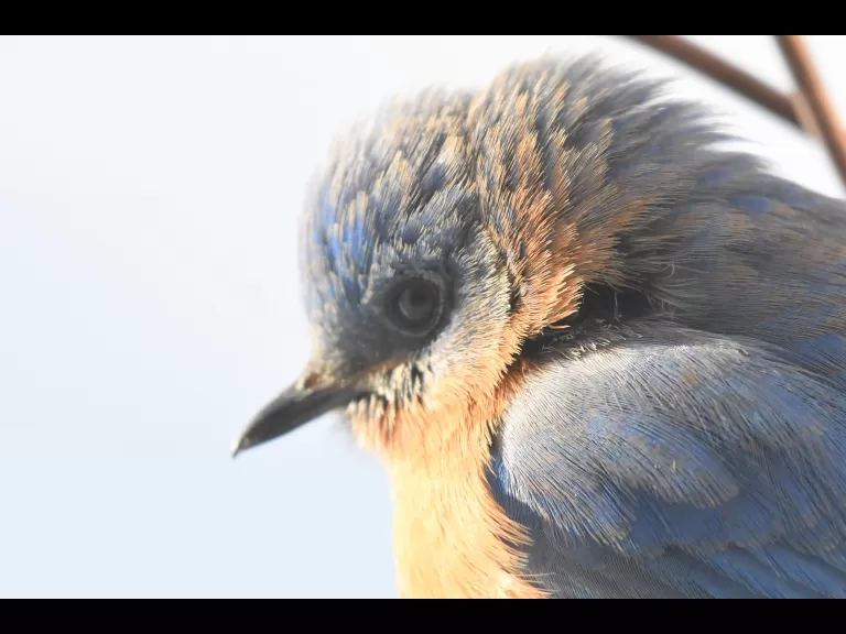 A blue jay in Maynard, photographed by Gail Sartori.