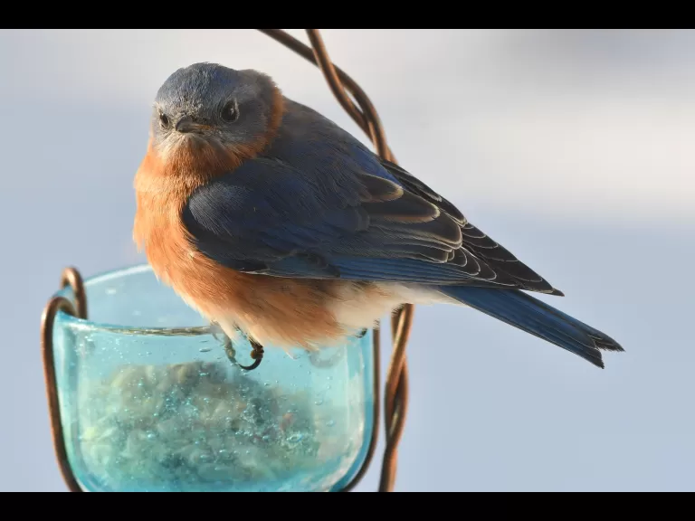 A blue jay in Maynard, photographed by Gail Sartori.