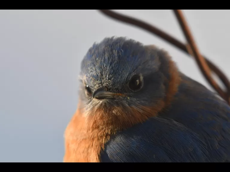 A blue jay in Maynard, photographed by Gail Sartori.