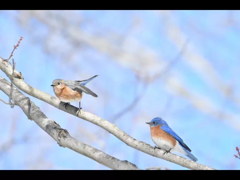 A blue jay in Maynard, photographed by Gail Sartori.