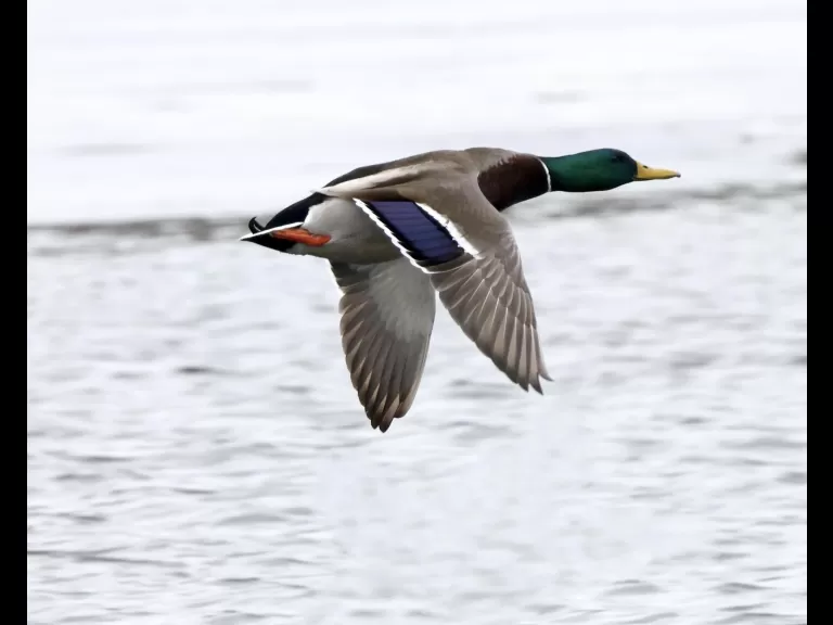 A mallard at Hager Pond in Marlborough, photographed by Steve Forman.