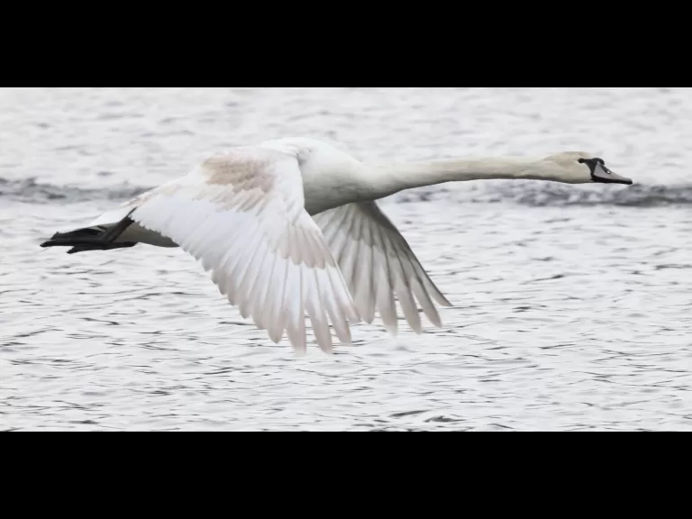 A mallard at Hager Pond in Marlborough, photographed by Steve Forman.