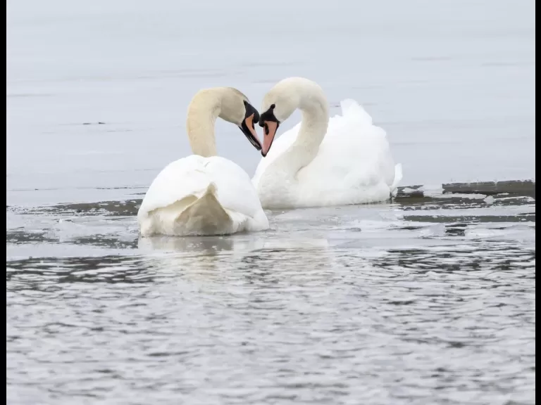 A mallard at Hager Pond in Marlborough, photographed by Steve Forman.