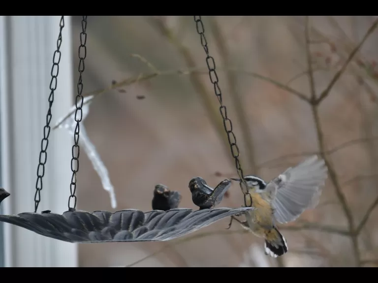 A blue jay in Maynard, photographed by Gail Sartori.
