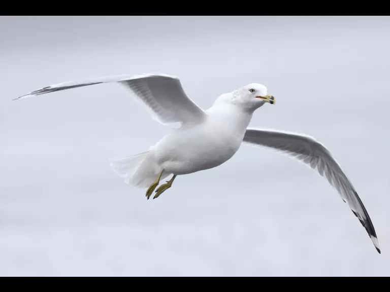 A mallard at Hager Pond in Marlborough, photographed by Steve Forman.
