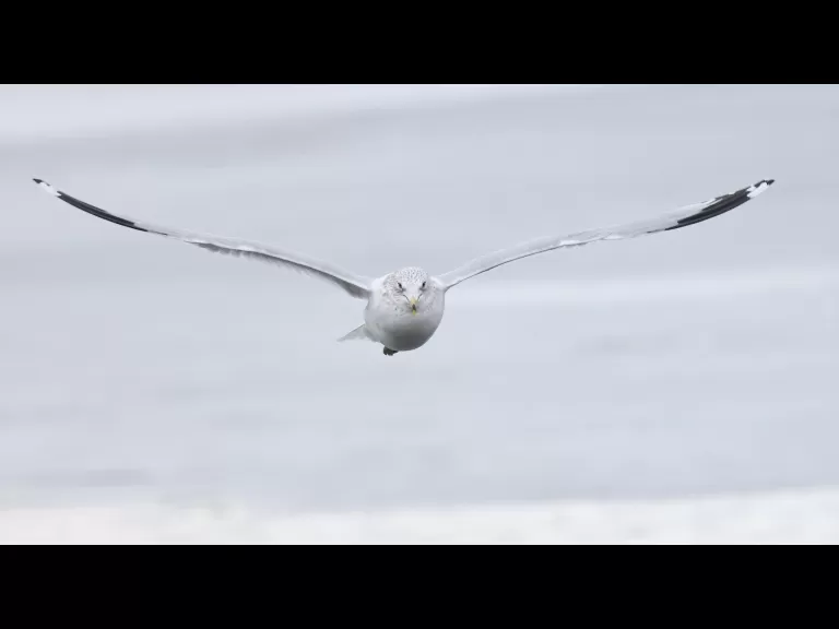 A mallard at Hager Pond in Marlborough, photographed by Steve Forman.