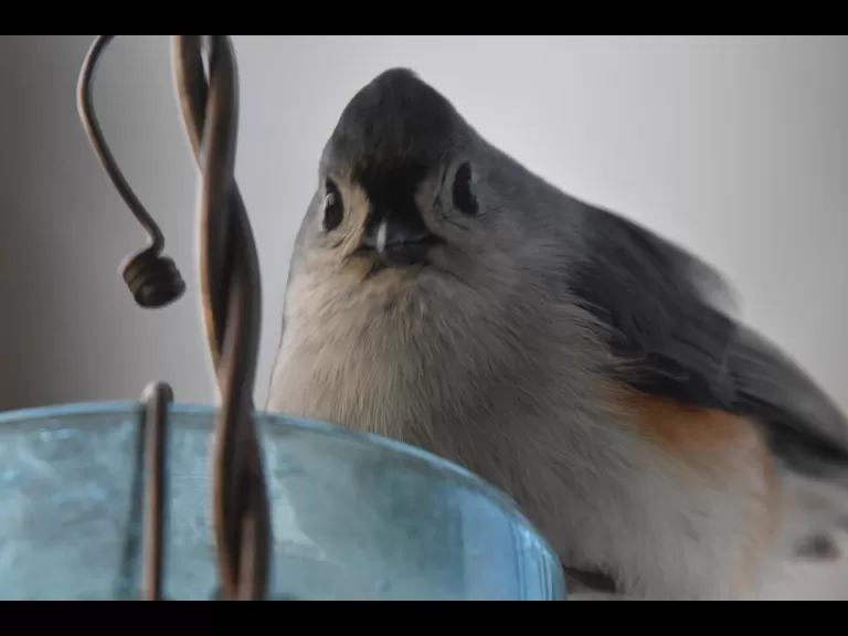 A blue jay in Maynard, photographed by Gail Sartori.