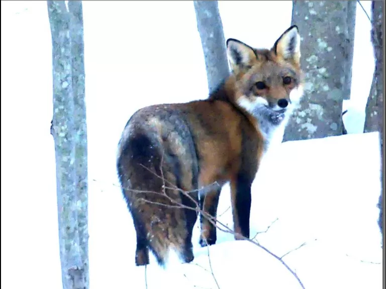 A red fox in Lincoln, photographed by Harold McAleer.