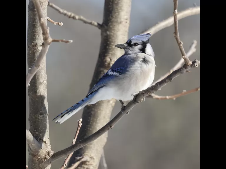 A blue jay at Breakneck Hill Conservation Land in Southborough, photographed by Steve Forman.