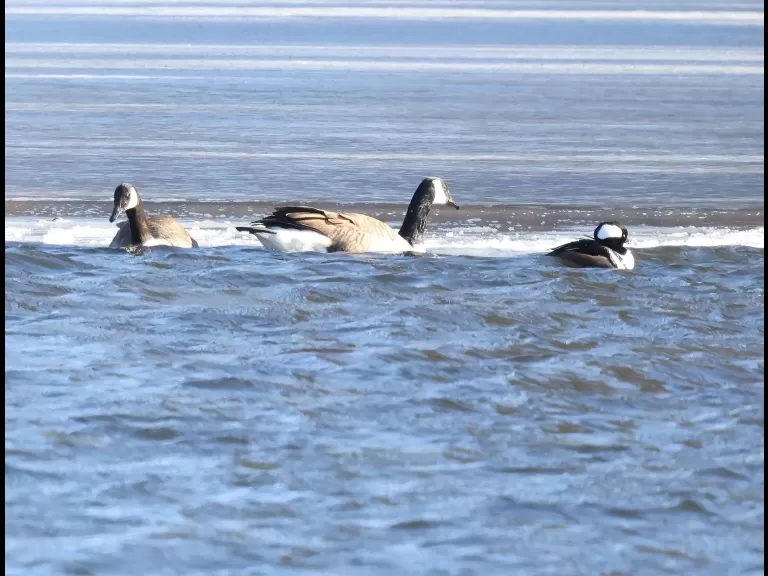 Canada geese and a hooded merganser at Hager Pond in Marlborough, photographed by Steve Forman.