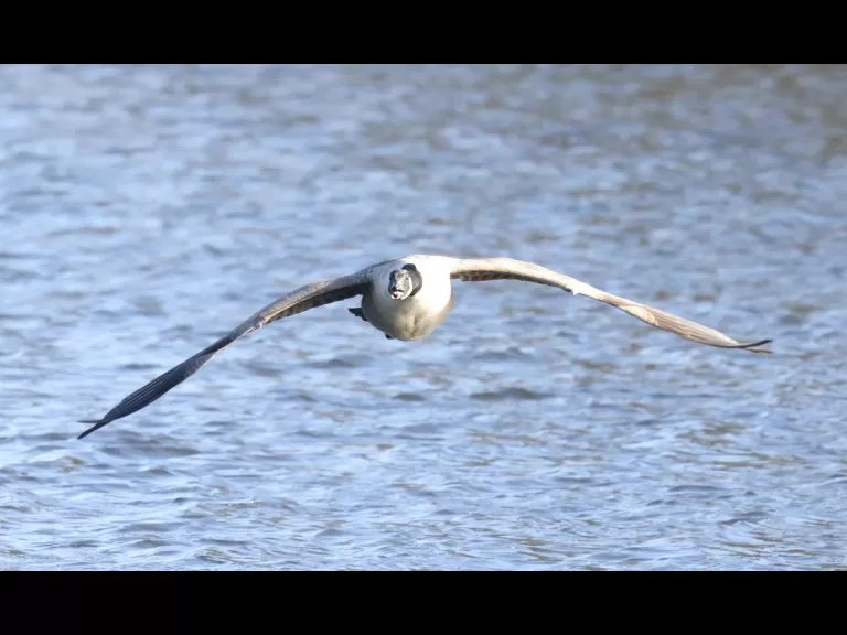 Canada geese and a hooded merganser at Hager Pond in Marlborough, photographed by Steve Forman.