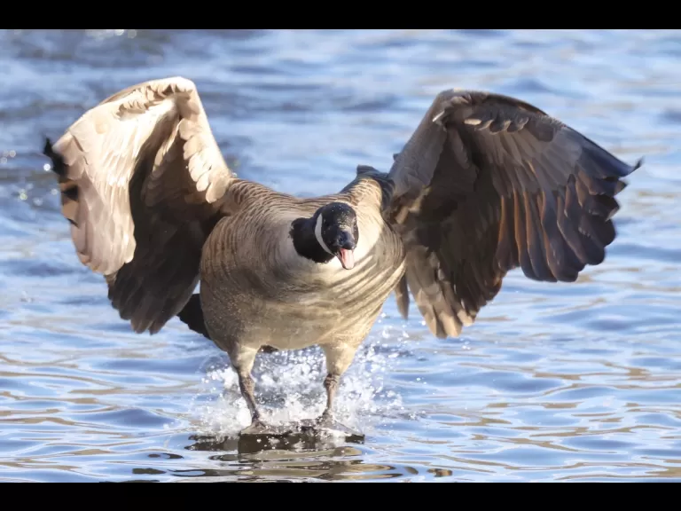 Canada geese and a hooded merganser at Hager Pond in Marlborough, photographed by Steve Forman.