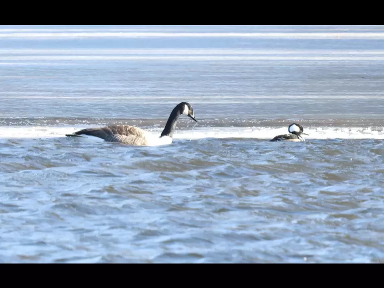 Canada geese and a hooded merganser at Hager Pond in Marlborough, photographed by Steve Forman.
