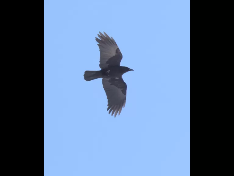 A blue jay at Breakneck Hill Conservation Land in Southborough, photographed by Steve Forman.