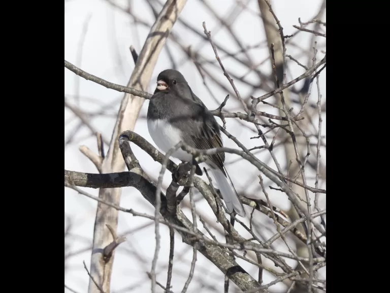 A blue jay at Breakneck Hill Conservation Land in Southborough, photographed by Steve Forman.