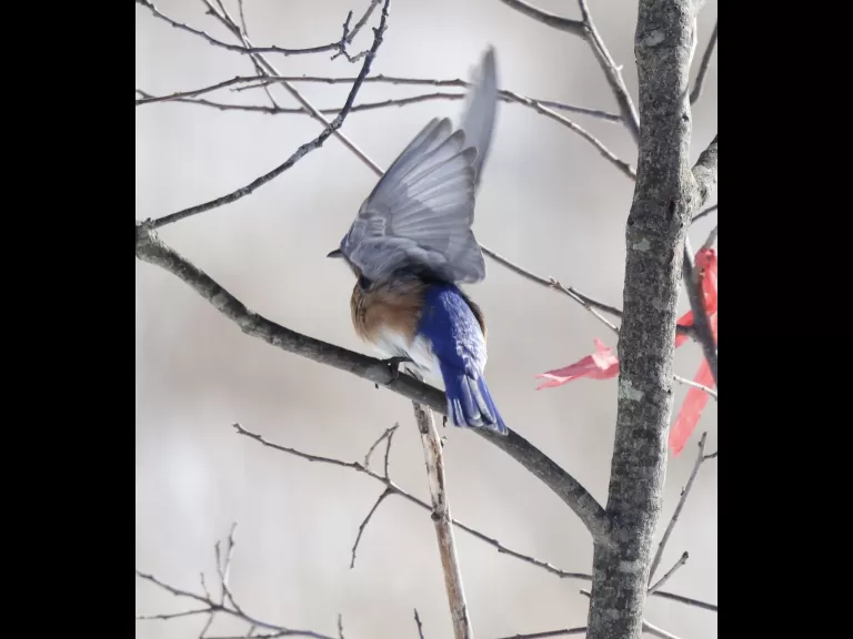 A blue jay at Breakneck Hill Conservation Land in Southborough, photographed by Steve Forman.