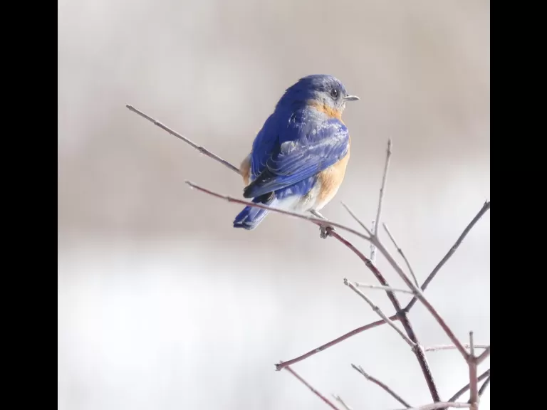 A blue jay at Breakneck Hill Conservation Land in Southborough, photographed by Steve Forman.