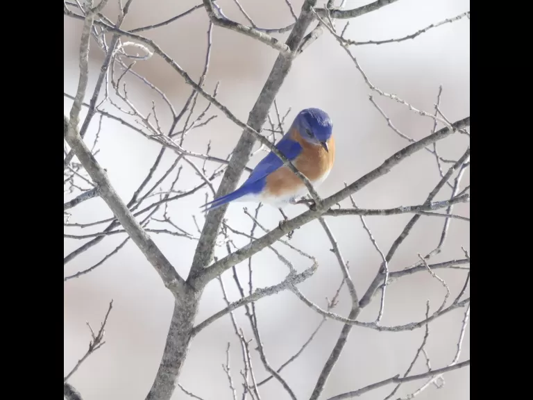 A blue jay at Breakneck Hill Conservation Land in Southborough, photographed by Steve Forman.